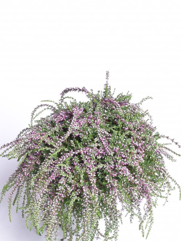 Kanarbik Rasta Girls P11 rippuv