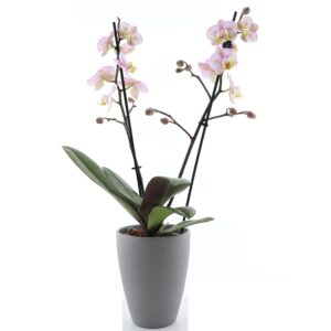 Kuuking ‘Corolla Beach’ P12 2 õievart