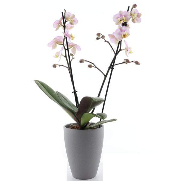 Kuuking 'Corolla Beach' P12 2 õievart