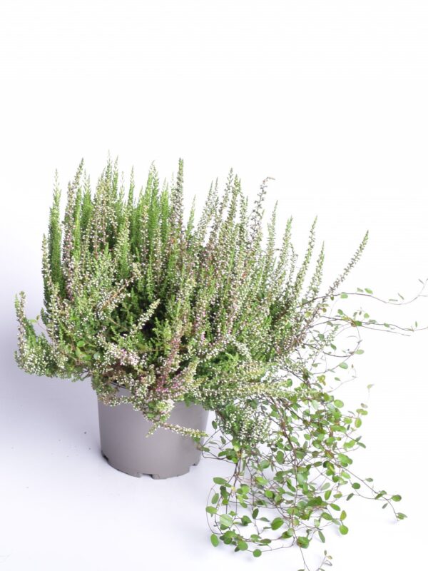 Kanarbik+ronitatar P20