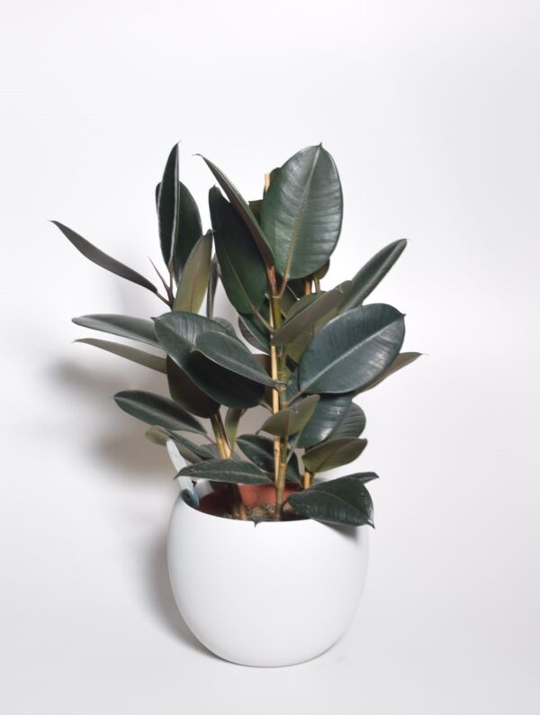 Kummi-viigipuu 'Abidjan' P27 50cm 3 taime