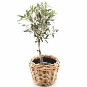 Oliivipuu (õlipuu) P15 35cm tüvel