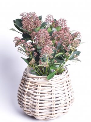 Jaapani skimmia ‘Rubella’ P15 20cm