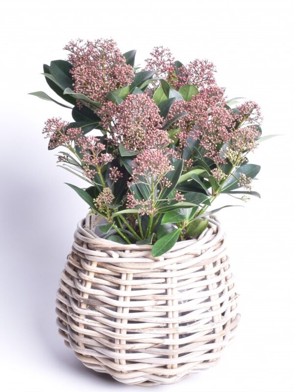 Jaapani skimmia 'Rubella' P15 20cm