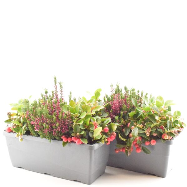 Kanarbik+talihali P24 rõdukastis