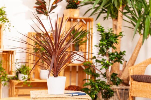 Lõuna-tõlvpuu 'Red Star' P17 40cm