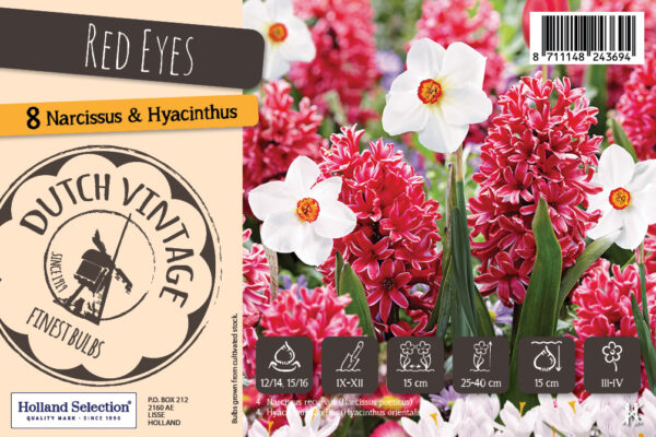 Lillesibulate segu Dutch Vintage 'Red Eyes' 8tk