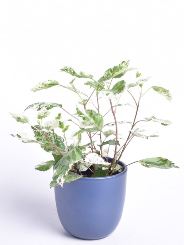 Rooshibisk 'Variegata' P12