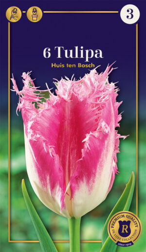 Tulp ‘Huis Ten Bosch’ 6tk