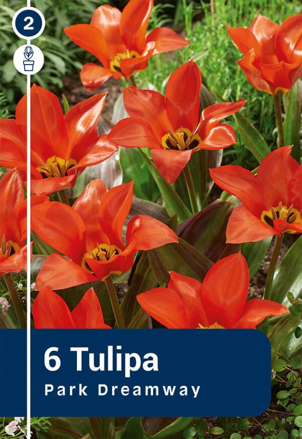 Greigi tulp 'Park Dreamway' 6tk