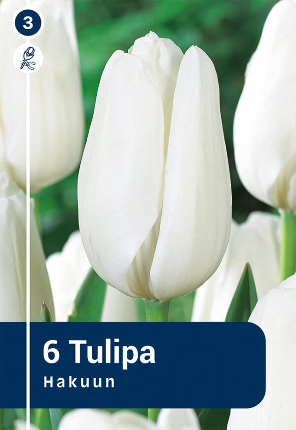 Tulp 'Hakuun' 6tk