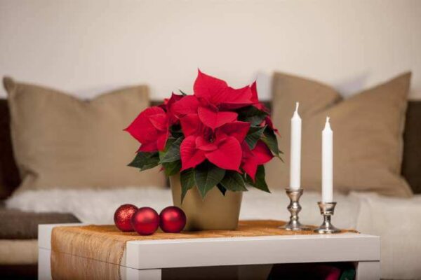 Jõulutäht P10,5 erinevad