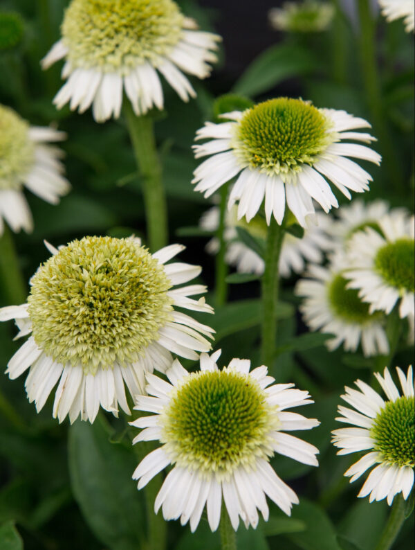 Punane siilkübar 'Delicious Nougat' P19 Eestis kasvatatud