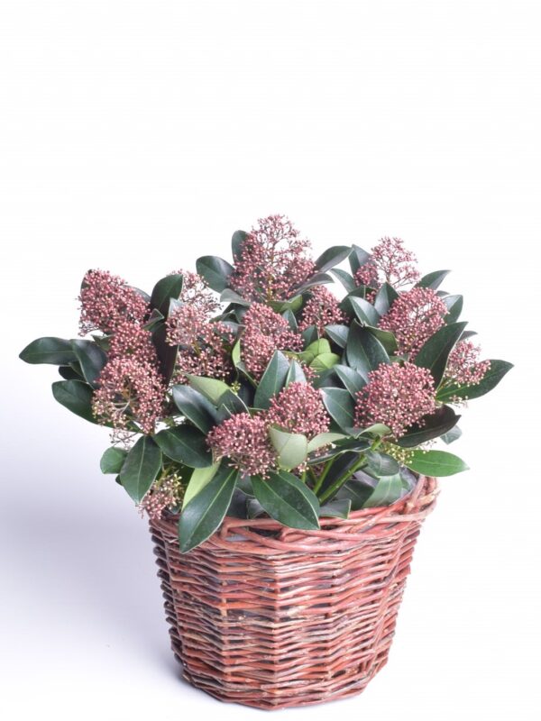 Jaapani skimmia 'Rubella' P15 20cm