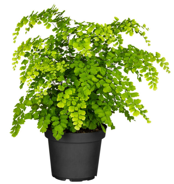 Talbjas adiantum 'Fragrans' P24