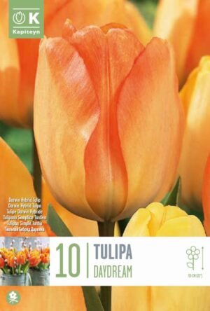 Tulp ‘Daydream’ 10tk