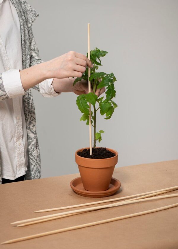 Taimetugi bambus 7x700mm, 10tk pakis