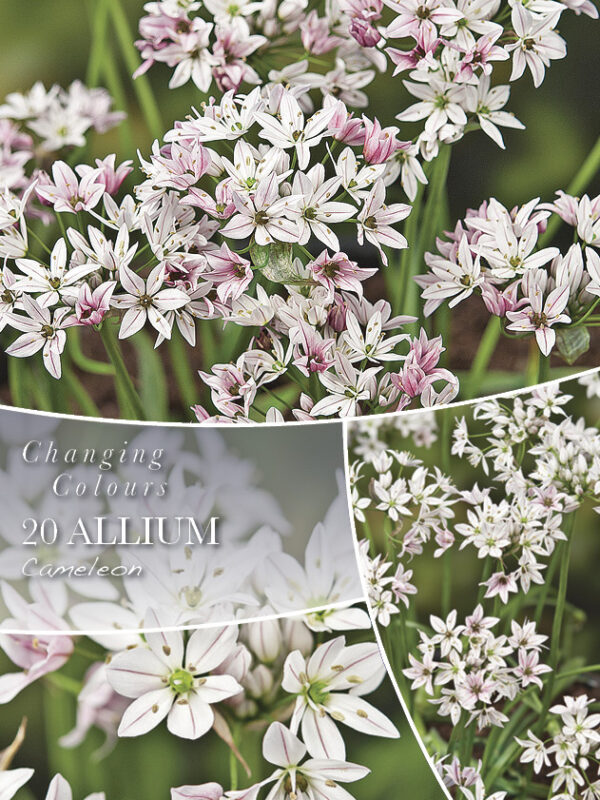 Lauk 'Cameleon' 20tk