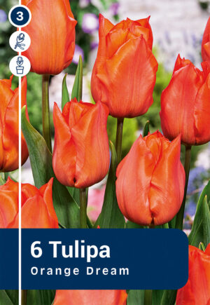 Tulp ‘Orange Dream’ 6tk
