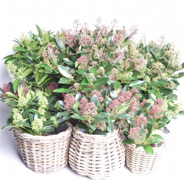 Jaapani skimmia 'Rubella' P15 20cm