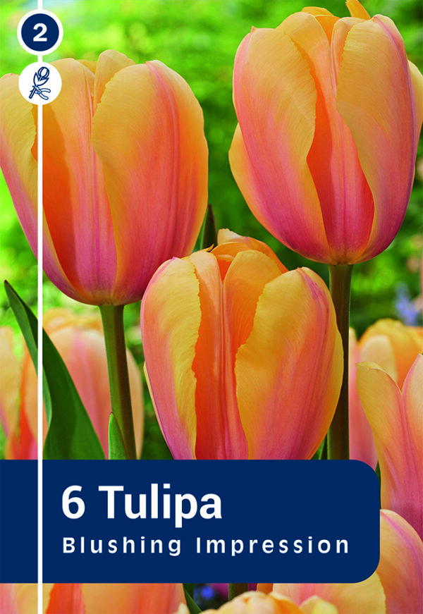 Tulp 'Blushing Impression' 6tk