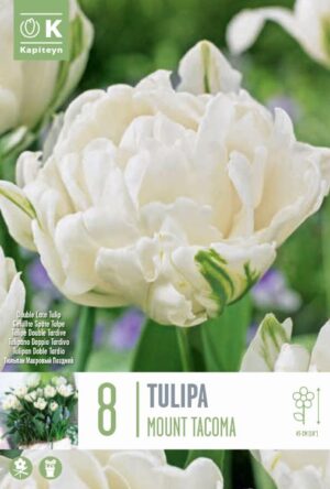 Tulp ‘Mount Tacoma’ 8tk