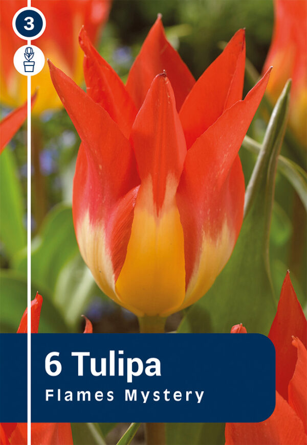 Tulp 'Flames Mystery' 6tk