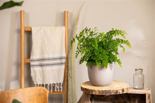 Talbjas adiantum 'Fragrans' P24