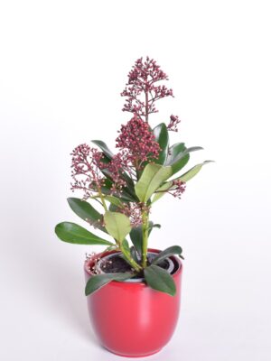 Jaapani skimmia ‘Rubella’ P9 27cm