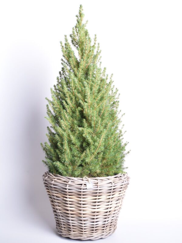 Kanada kuusk 'Conica' P27 80cm