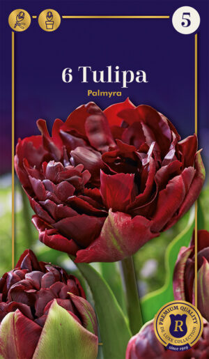 Tulp ‘Palmyra’ 6tk