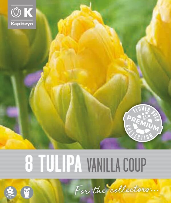 Tulp 'Vanilla Coup' 8tk