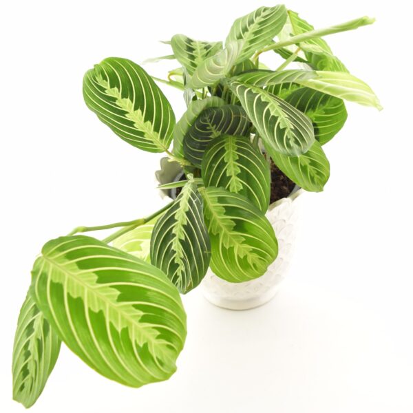 Valgeroodne maranta 'Lemon Lime' P15 amplis