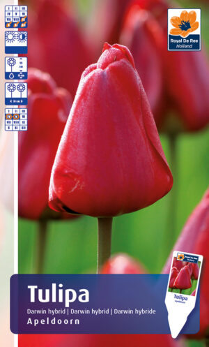 Tulp ‘Apeldoorn’ 6tk
