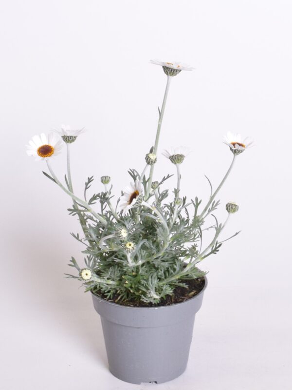 Maroko berberikakar P12/P13