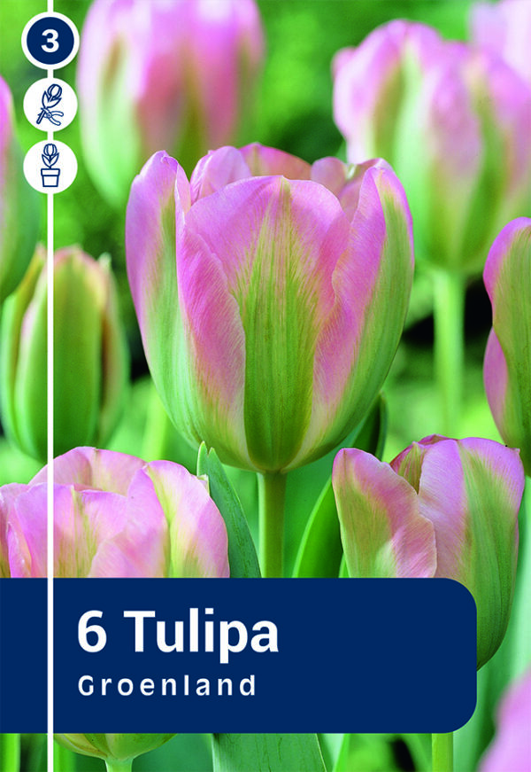 Tulp 'Groenland' 6tk