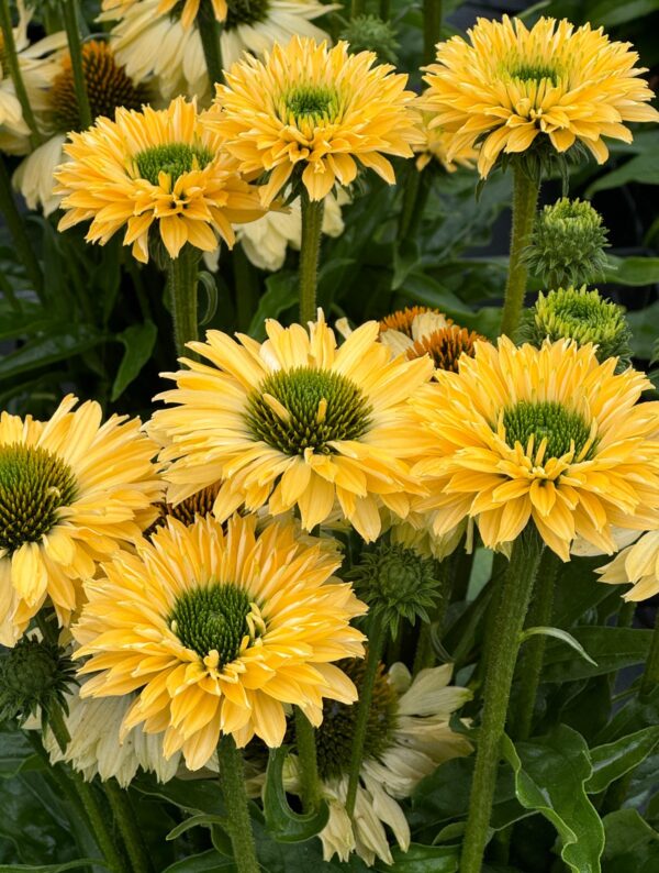 Punane siilkübar 'SunSeekers Limoncello' P19 Eestis kasvatatud