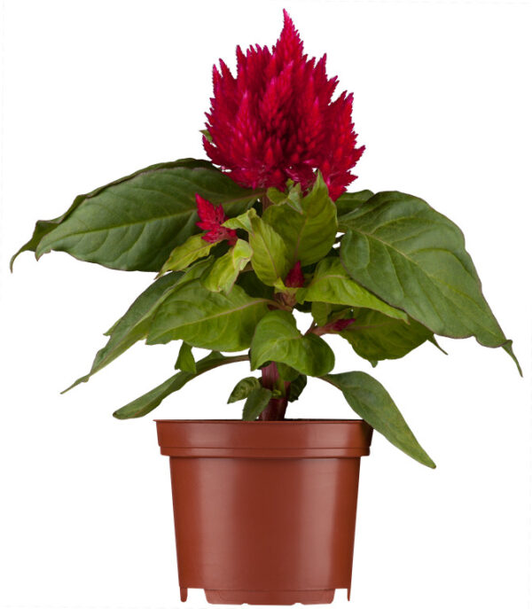 Kõrge mätashari P10,5 erinevad