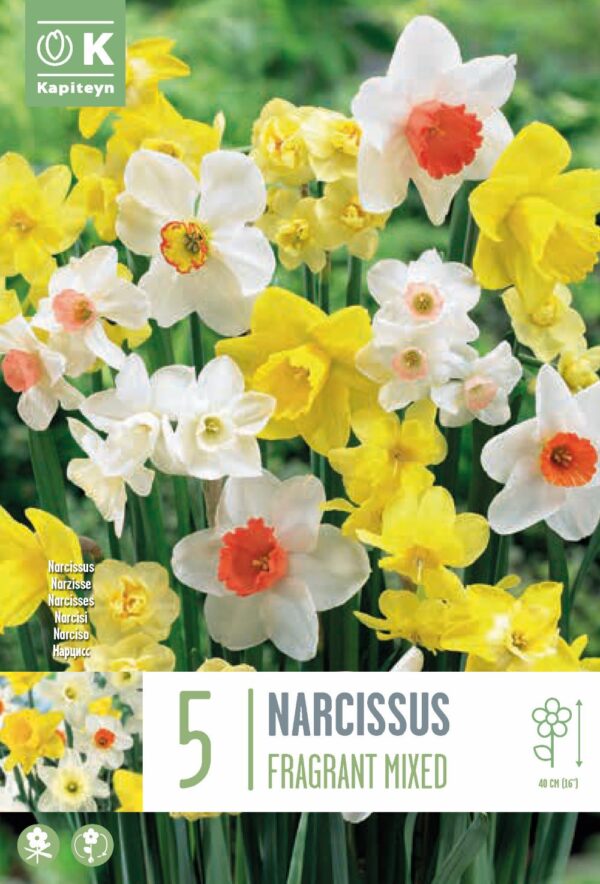 Nartsiss segupakk 5tk