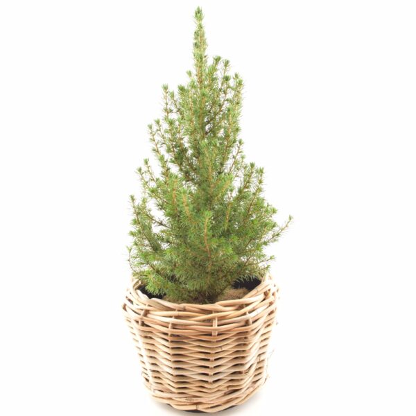 Kanada kuusk 'December' P17