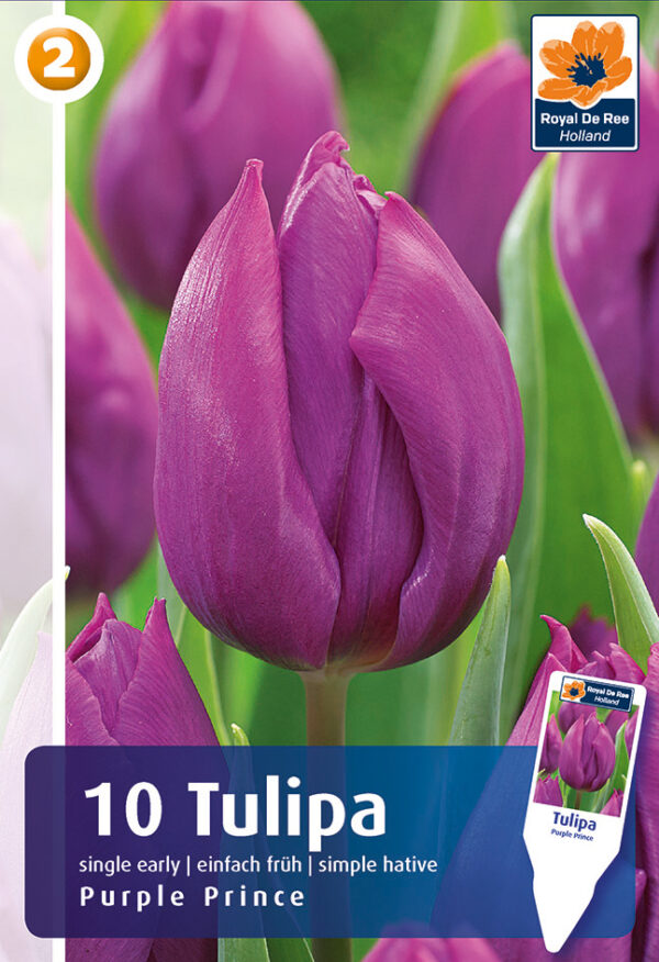Tulp 'Purple Prince' 6tk