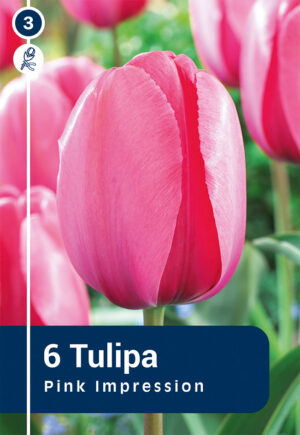 Tulp ‘Pink Impression’ 6tk
