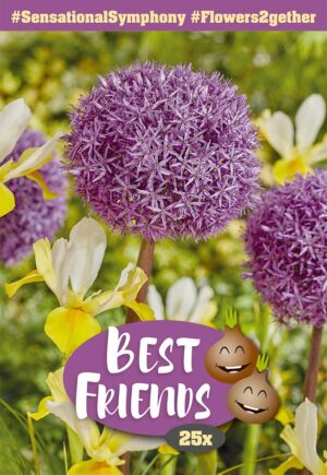 Lillesibula segu Best Friends #Sensational Symphony 25tk