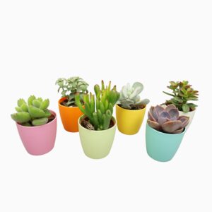 Sukulent P5,5 erinevad magnetiga ümbrispotis