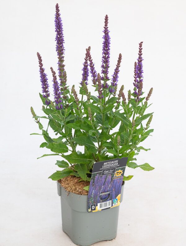 Metssalvei 'Ostfriesland' P17 Eestis kasvatatud