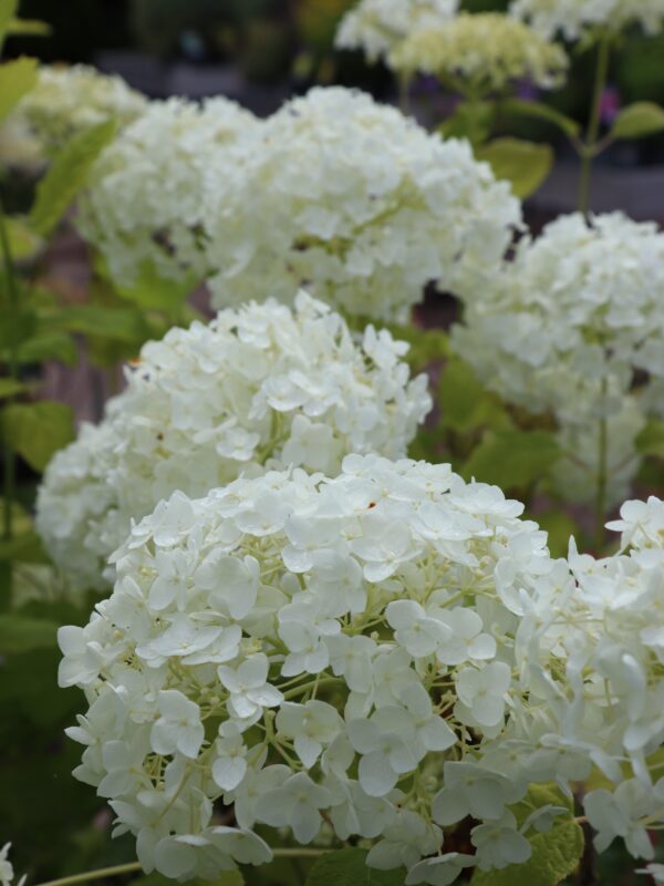 Puishortensia 'Annabelle' P30 80cm