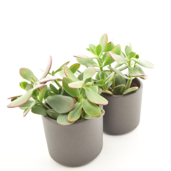 Portulak-turdleht 'Sunset' P8,5