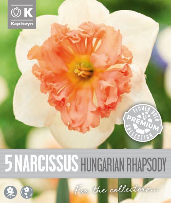 Nartsiss 'Hungarian Rhapsody' 5tk