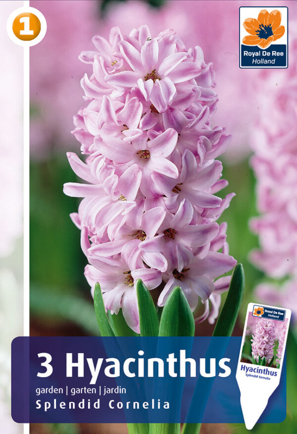 Hüatsint 'Splendid Cornelia' 3tk