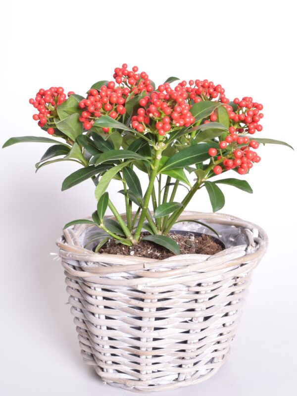 Jaapani skimmia 'Pabella' P19 35cm